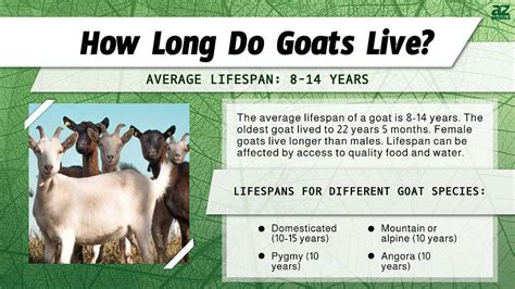 average lifespan of goat